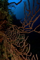 BLACK CORAL AT TRINITY CAVES GRAND CAYMAN