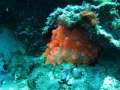 A nice red anemones out in Cebu Sea