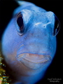 Blue Blenny with +10 SubSee wetdiopter and +2 Inon
