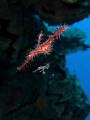 Ornate Ghost Pipefish mum and baby~