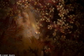 White Goby Lembeh this morning