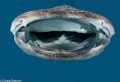 Whale Shark visits Pompano Beach Florida Sunday November 25,2012. About 1.5 miles South of Hillsboro Inlet and a half mile off shore. Shot with a Canon 7D,Tokina 10-17 with a Nauticam Housing and 2 YS-D1 strobes.