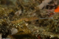 Cuttlefish hunting, lembeh strait