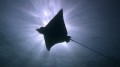 Eagle Ray Silhouette. Taken at Japanese Gardens, Koh Tao, Thailand.  Canon IXY DIGITAL 220 IS in a standard Canon housing.