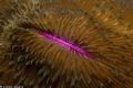 Mushroom Coral