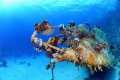 Sailboat wreck that has some very colourful coral growing on it