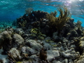 The Aquarium reef - North Sound