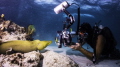 A green moray eel admires his own image in the photographer's dome port.
Sony NEX-7 in Nauticam Housing with 16mm lens w fisheye adapter in 6