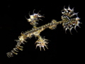 Ornate Ghost Pipefish (3