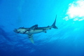 Great Oceanic White Tip 