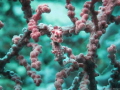 Pygmy sea horse camouflaged in a sea fan. It's only 3mm tall.