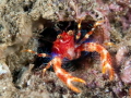 Bug-eyed Squat Lobster (aka 