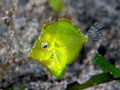 Diamond Filefish (juvenile) - 20 ft in front of Anilao City Pier at night.