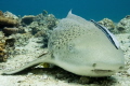 Leopard Shark with ramora & baby banded Trevally hiding underneath!