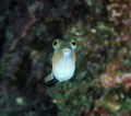 This little guy was quite curious outside the port of Utilia, Honduras