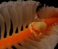 This sea pen is home to a porcelain crab that is feeding at night.