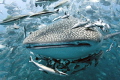 A beautiful Whale Shark gets swarmed by a huge school of bigeye trevally