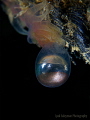 Egg of Jellyfish