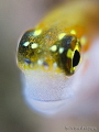 Blenny Portrait 
(One more shot from my Blenny's series)