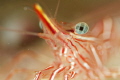 Eye-Spy a Durban Dancing Shrimp