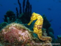 long nose seehorse in Guadeloupe, fwi