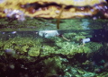 trash the dress into cenote, Mexico