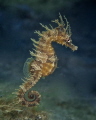 This seahorse has places to go and people to see.