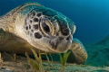 Green sea turtle. Egypt, Abu Dabab.