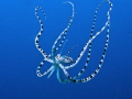 Mimic octopus