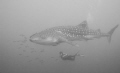 Susanne admires a majestic Whaleshark