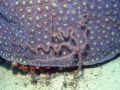 Brittlestar