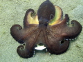 coconut octopus