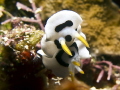 Diana Magnificent Slug (Chromodoris dianae)