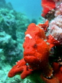 Red Frogfish