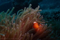Clownfish is always a good subject for underwater photographer to start off with their underwater photography journey...
