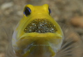 2 days aaaand counting! Phew!
Male Yellowhead jawfish with eggs, Blue Heron Bridge
