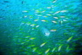 Out on the Similan Island. I saw this puffer swimming through the school of fish.