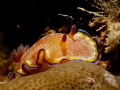 Shot on a small wreck adjacent to Beau Vallon in Seychelles