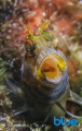 Seaweed Blenny taken at only 15 feet in Trinidad. 

Taken with Nikon D7000 with 60 mm Macro | Dual Ikelite DS 161 | 1/250 s | f18 | ISO 100