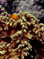 Taken in a dive at Puerto Galera.  This little guy was curious and all alone.