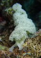 Lettuce Leaf Sea Slug take with 3 Sola lights No strobes.