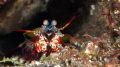 Peacock Mantis Shrimp.  
Which way is forward?  The eyes say it all on the Peacock Mantis Shrimp.  It is difficult to tell if they are looking at you, or looking for an exit.