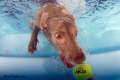 I know its been done... but its so much fun seeing dogs underwater!!! This is my sister in law's weimaraner in their pool!