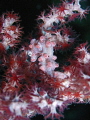 Pygmy Sea Horse at Wakatobi Resort