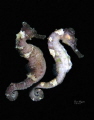 Seahorses at Iron Shore, Roatan.