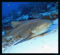 Requin léopard, croisière Maldives 2012