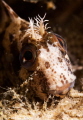 Blenny