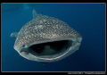Whale Shark filtering...