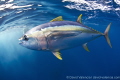 A Yellowfin Tuna was running from some false killer whales. The tuna was hiding under our arms and legs as the false killer whales swam circles around us.