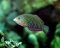 Female Pearl Wrasse, Nikon d7000 with 60mm macro, Kewalo basin South Shore Oahu